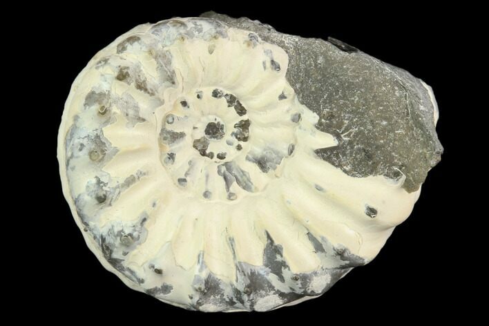Ammonite (Pleuroceras) Fossil - Germany #125383
